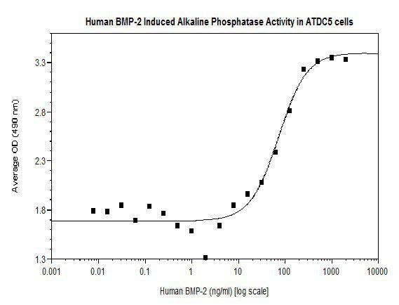 Human Bone Morphogenetic Protein-2