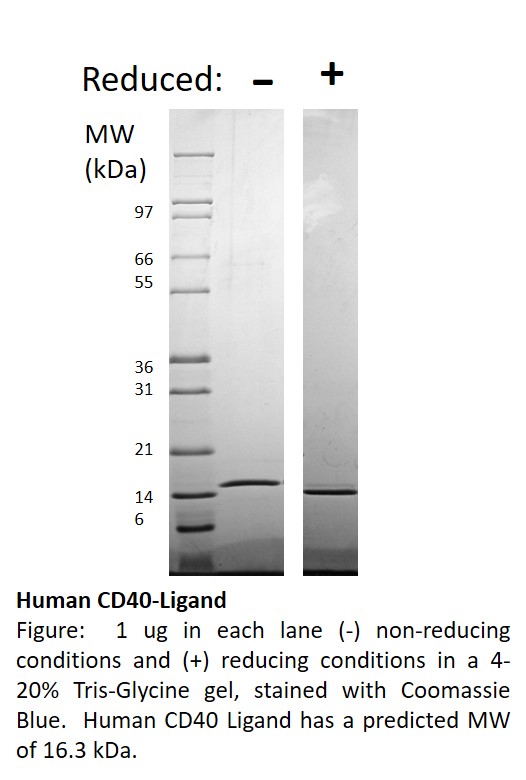 Human CD40-Ligand