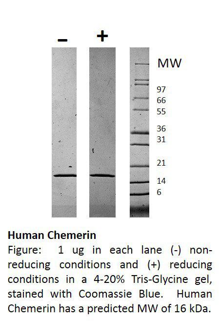 Human Chemerin