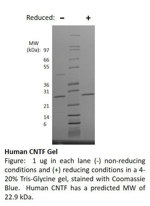 Human Ciliary Neurotrophic Factor (AF)