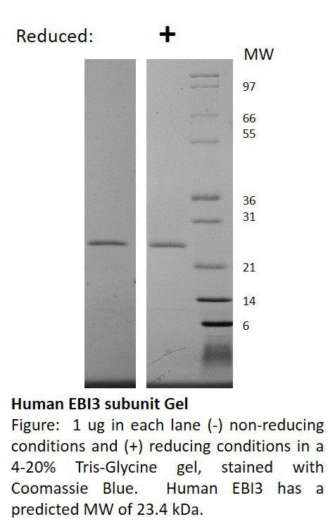 Human Epstein-Barr Virus Induced Gene 3 Subunit