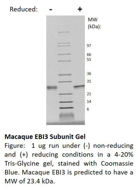 Macaque Epstein-Barr Virus Induced Gene 3 Subunit