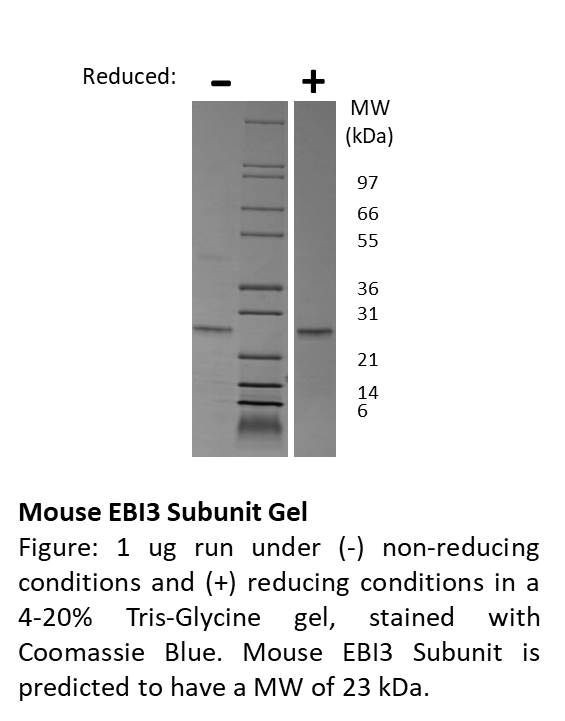 Mouse Epstein-Barr Virus Induced Gene 3 Subunit