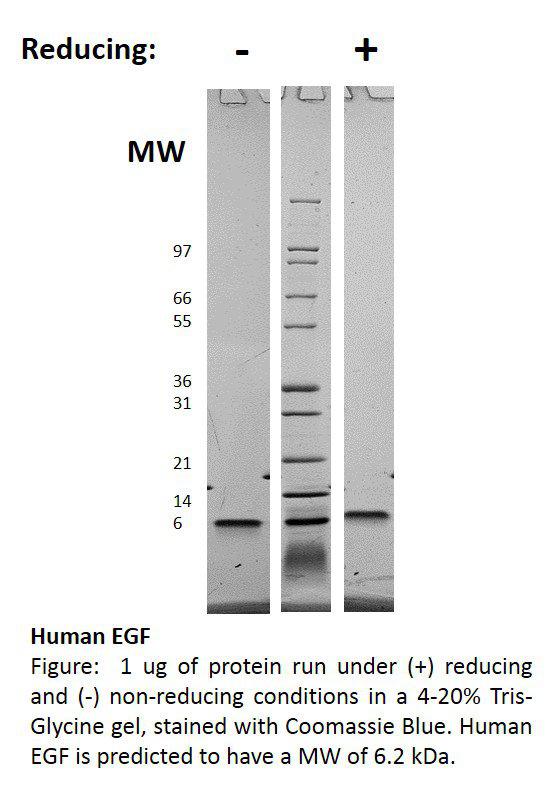 Human Epidermal Growth Factor