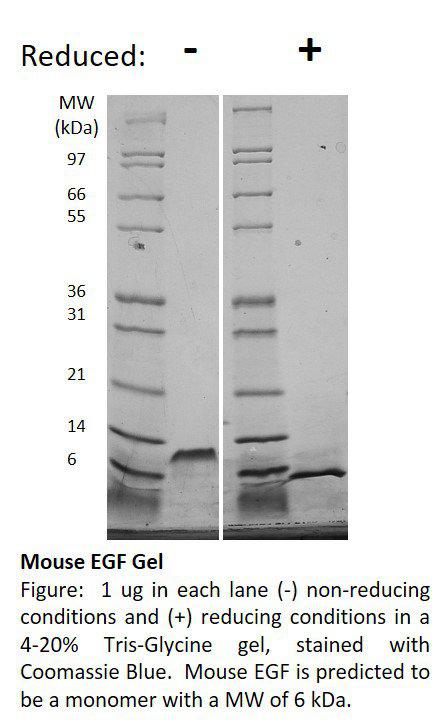 Mouse Epidermal Growth Factor