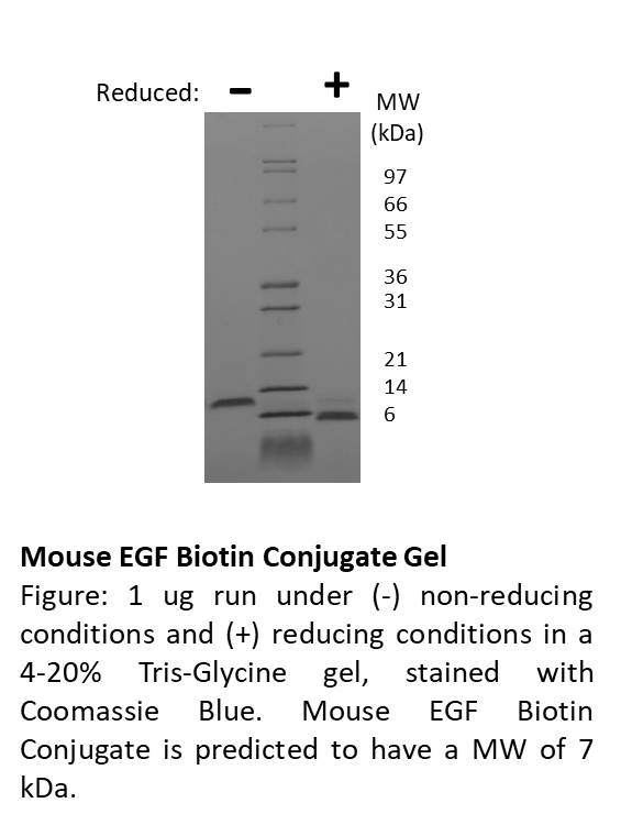 Mouse Epidermal Growth Factor-Biotin Conjugate(Discontinued)