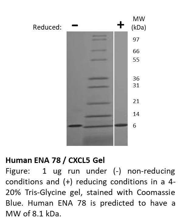 Human ENA 78 (CXCL5)