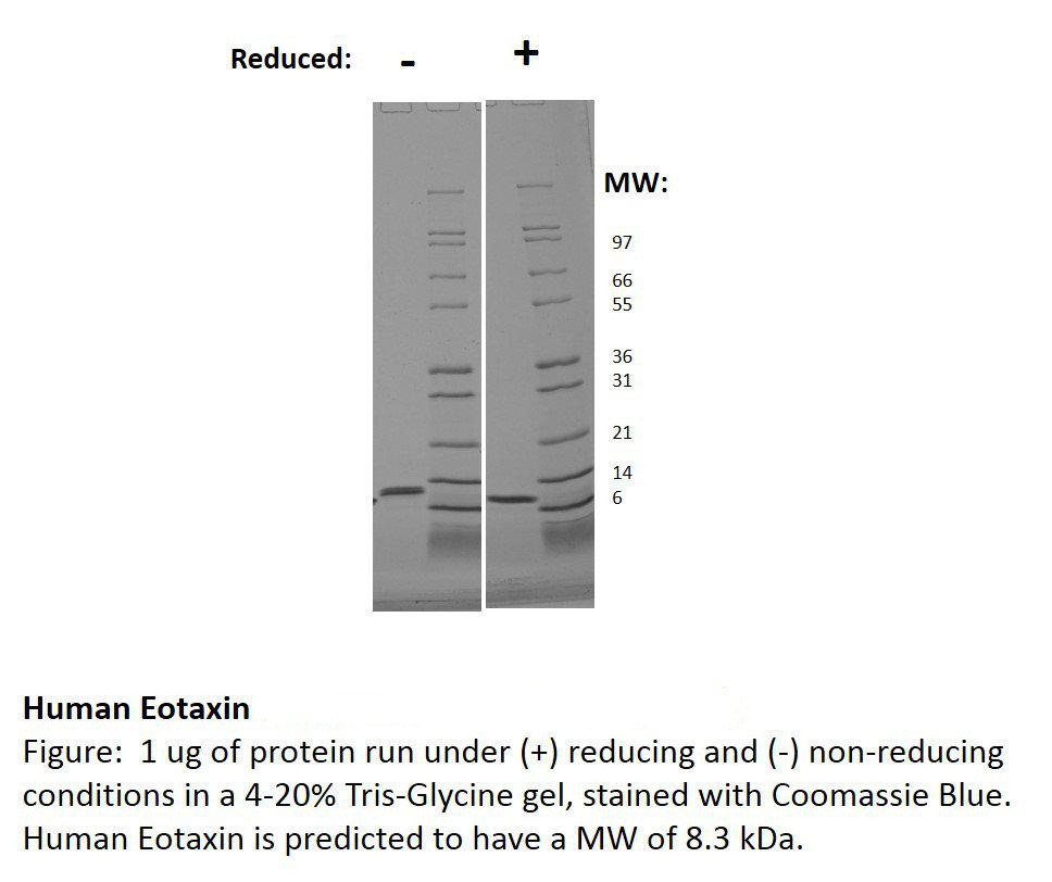 Human Eotaxin (CCL11)