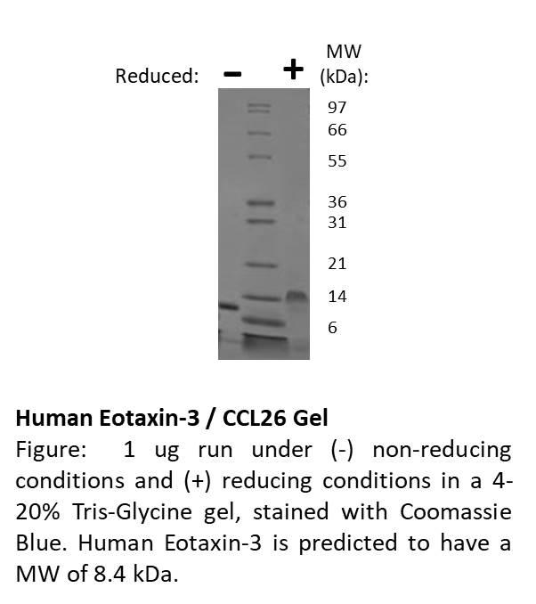 Human Eotaxin-3 (CCL26)