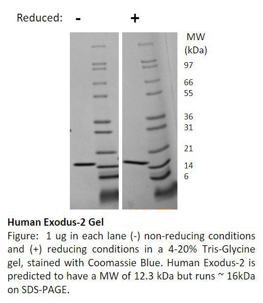 Human Exodus-2 (CCL21)