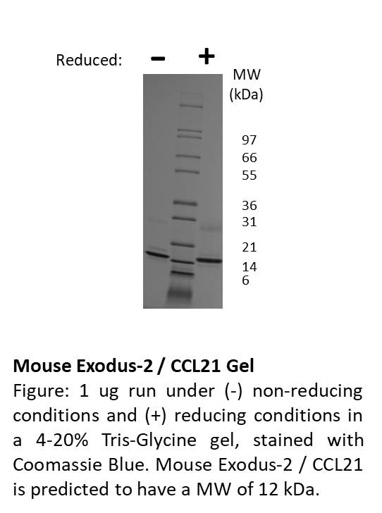 Mouse Exodus-2 (CCL21)