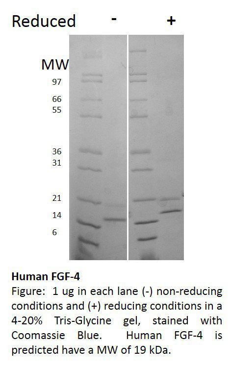 Human Fibroblast Growth Factor-4