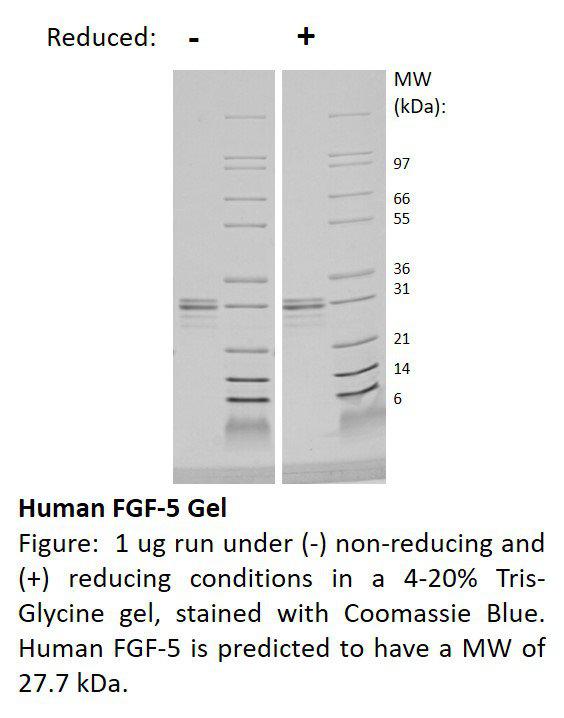 Human Fibroblast Growth Factor-5