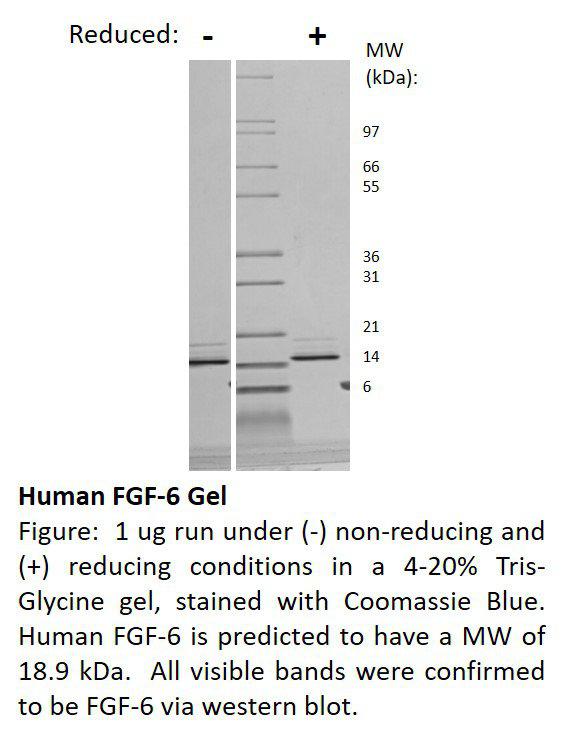 Human Fibroblast Growth Factor-6