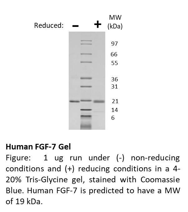 Human Fibroblast Growth Factor-7