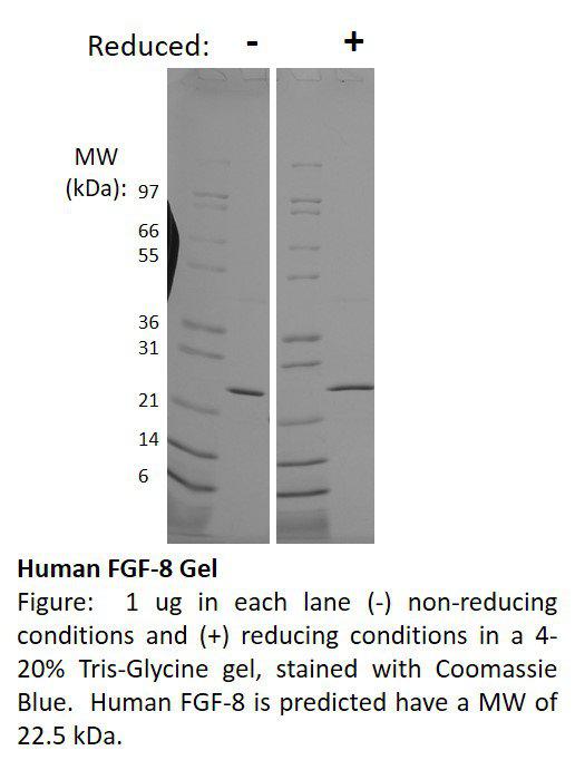 Human Fibroblast Growth Factor-8