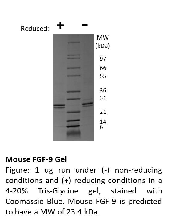 Mouse Fibroblast Growth Factor-9