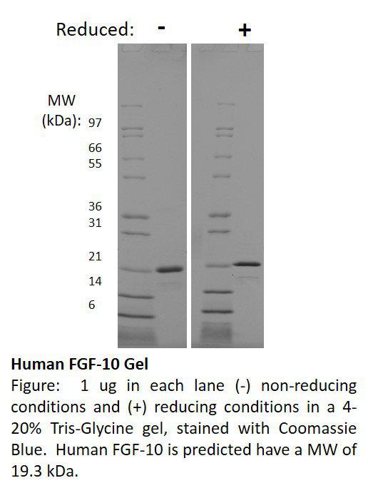 Human Fibroblast Growth Factor-10