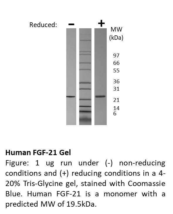 Human Fibroblast Growth Factor-21