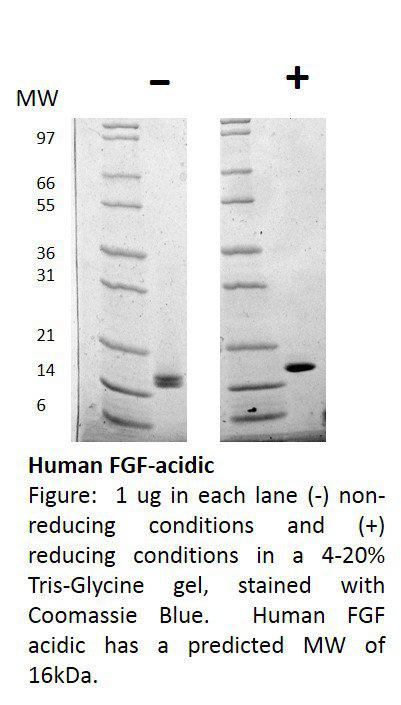 Human Fibroblast Growth Factor-acidic (AF)