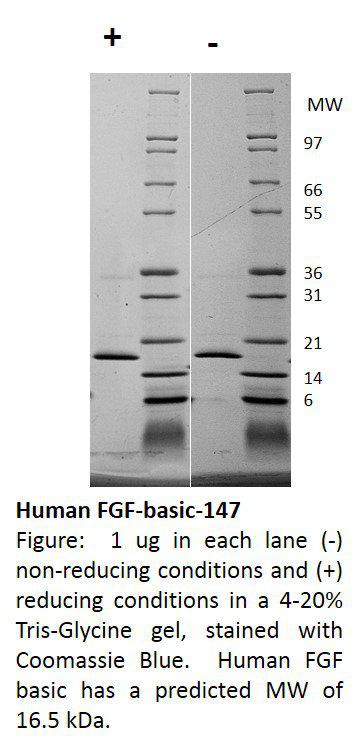 Human Fibroblast Growth Factor-basic 147