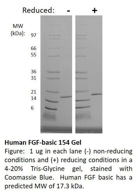 Human Fibroblast Growth Factor-basic 154