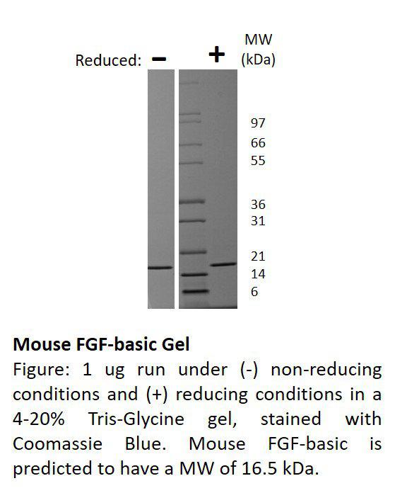 Mouse Fibroblast Growth Factor-basic