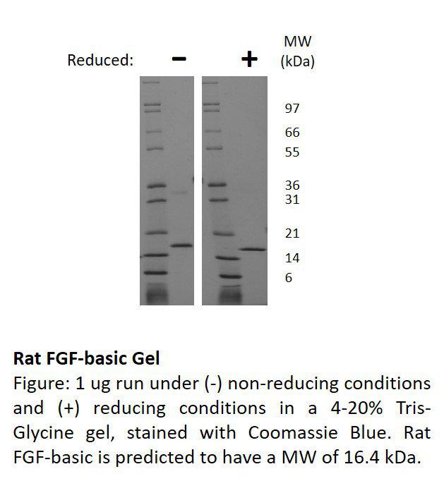 Rat Fibroblast Growth Factor-basic