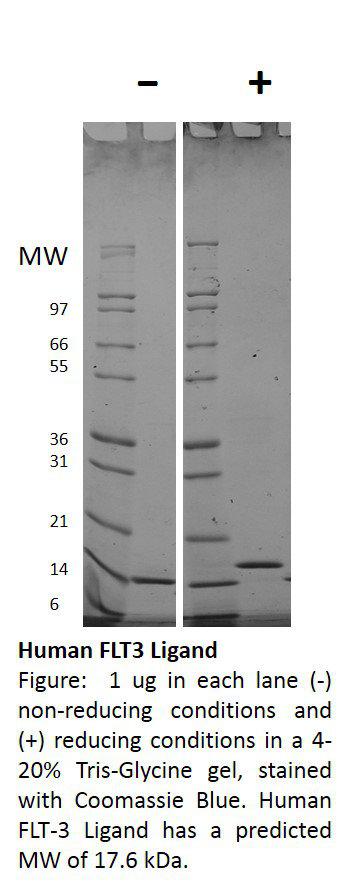 Human Flt-3 Ligand