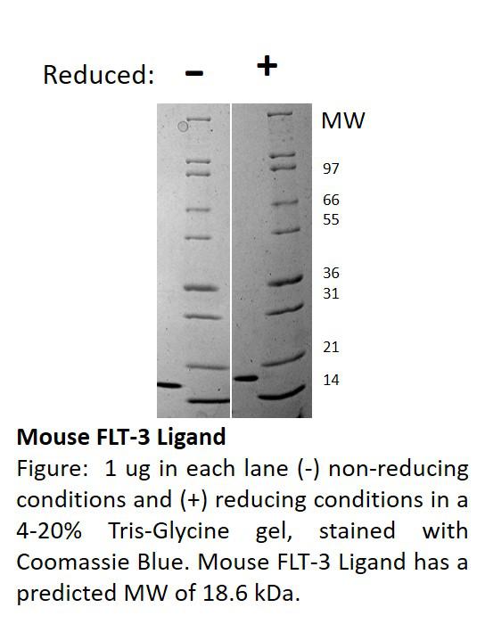 Mouse Flt-3 Ligand