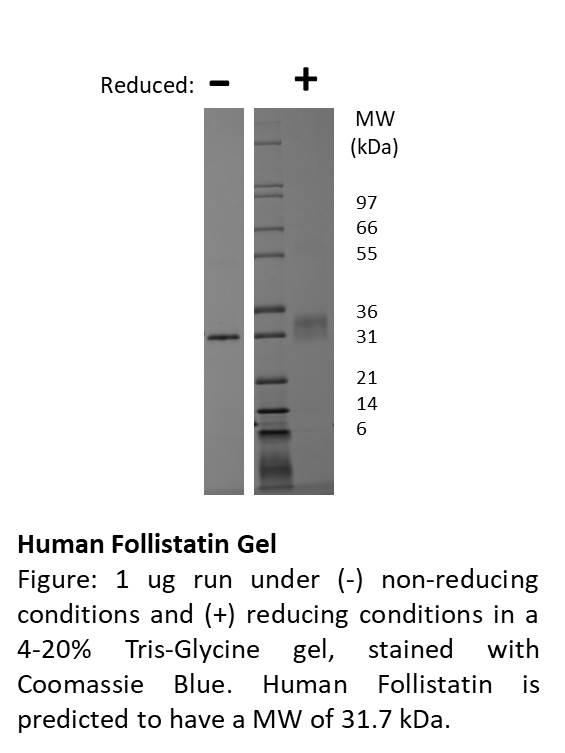 Human Follistatin