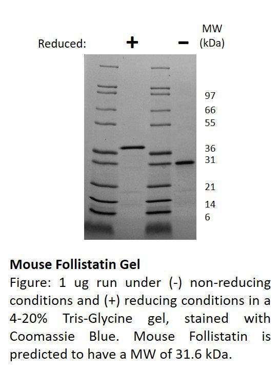 Mouse Follistatin