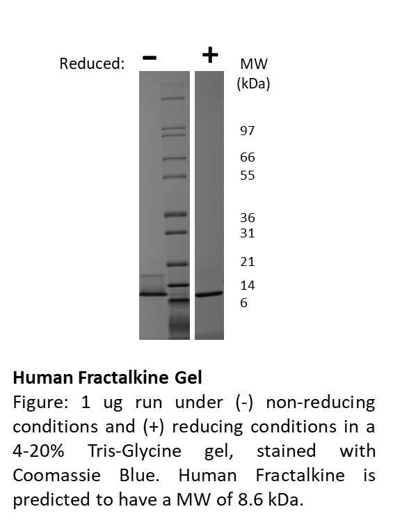 Human Fractalkine (CX3CL1)