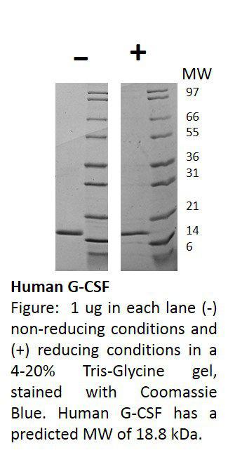 Human Granulocyte-Colony Stimulating Factor