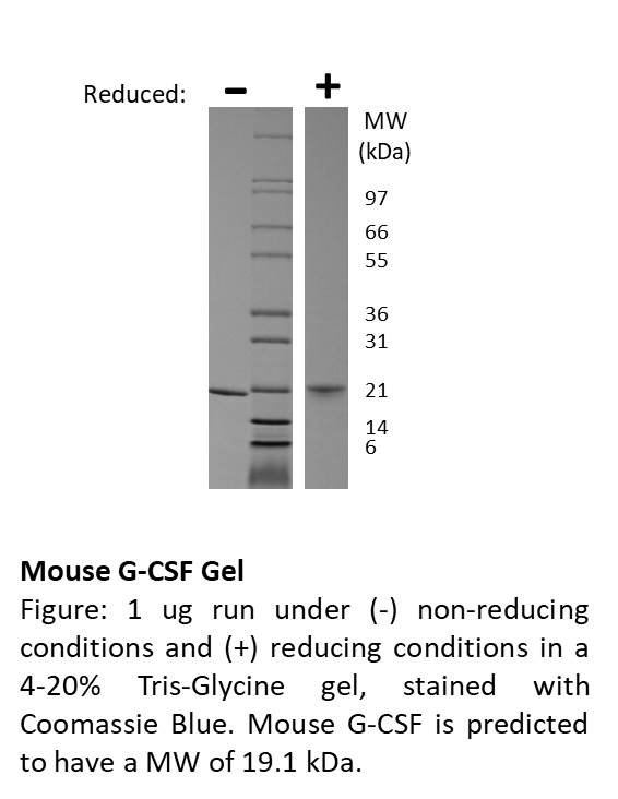 Mouse Granulocyte-Colony Stimulating Factor