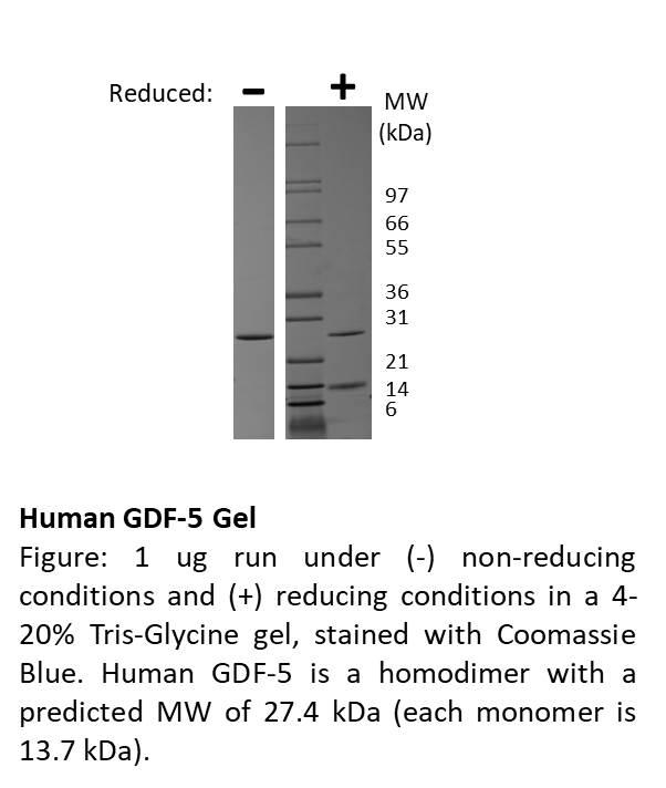 Human Growth and Differentiation Factor-5