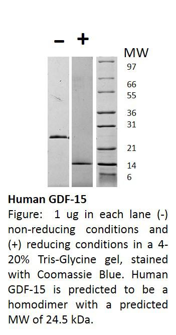 Human Growth and Differentiation Factor-15