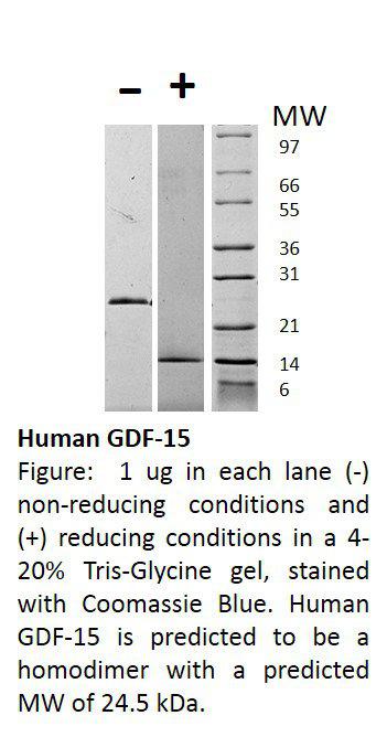 Human Growth and Differentiation Factor-15 (AF)