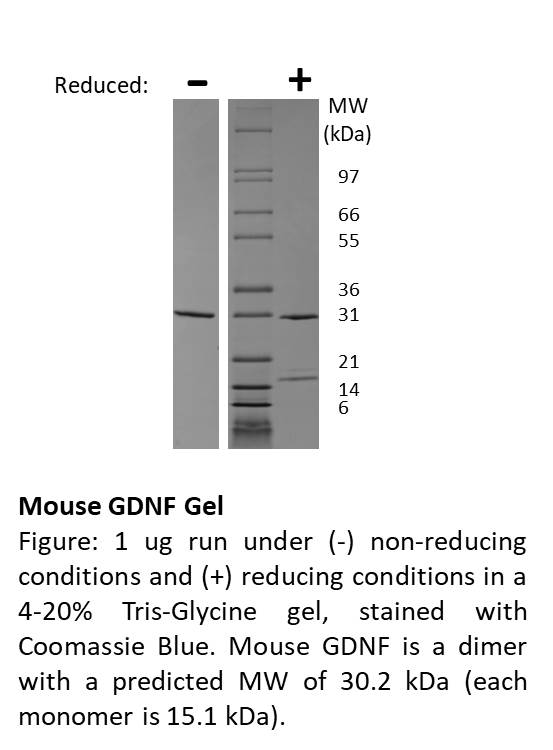 Mouse Glial Derived Neurotrophic Factor