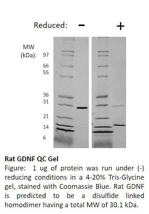 Rat Glial Derived Neurotrophic Factor