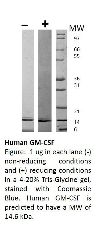 Human Granulocyte Macrophage-Colony Stimulating Factor