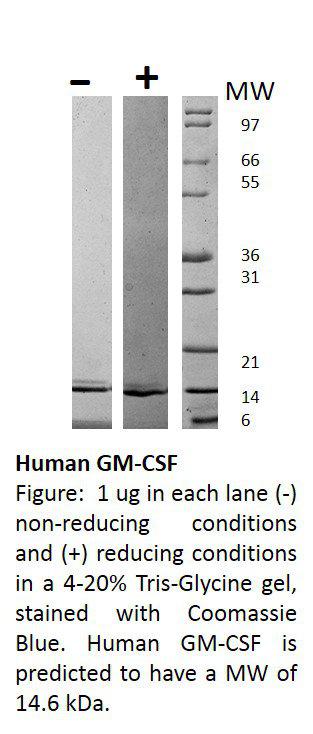 Human Granulocyte Macrophage-Colony Stimulating Factor (AF)