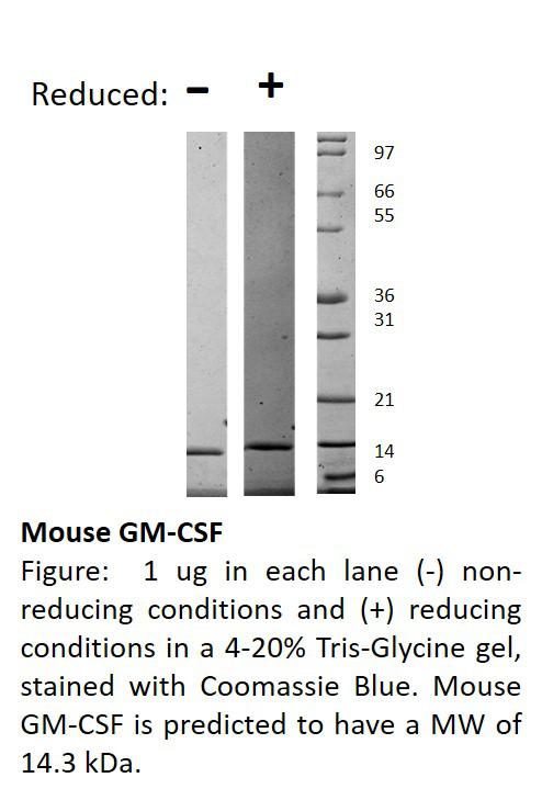 Mouse Granulocyte Macrophage-Colony Stimulating Factor