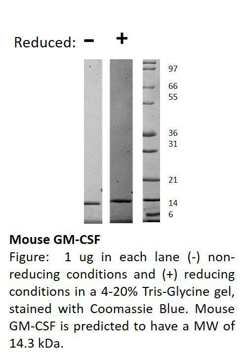 Mouse Granulocyte Macrophage-Colony Stimulating Factor (AF)