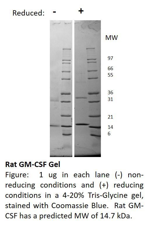 Rat Granulocyte Macrophage-Colony Stimulating Factor