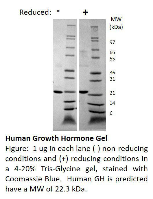 Human Growth Hormone