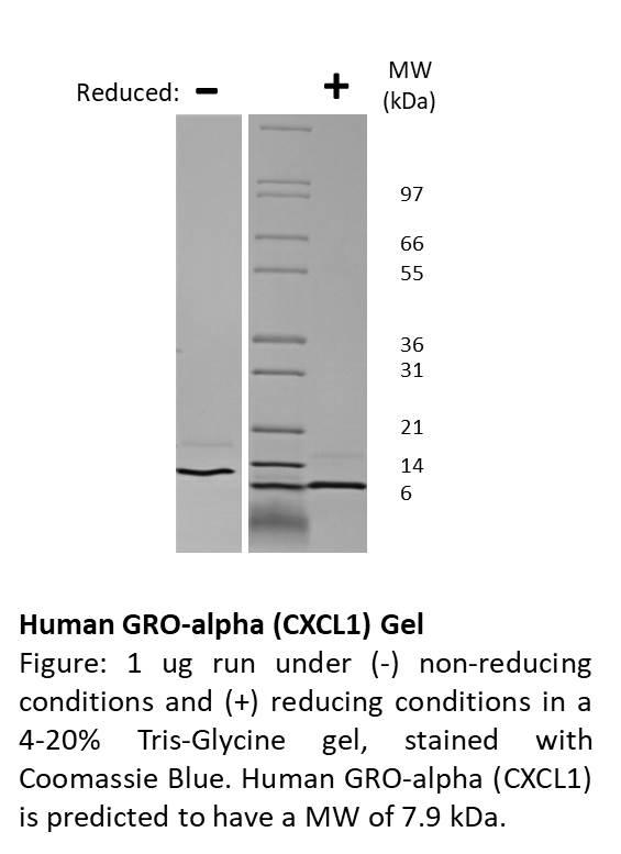 Human GRO-alpha (CXCL1)