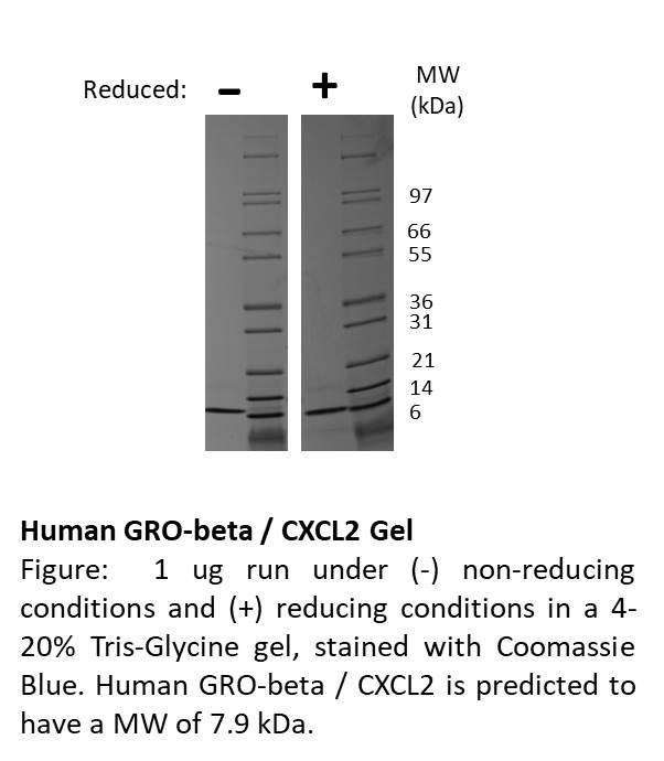 Human GRO-beta (CXCL2)