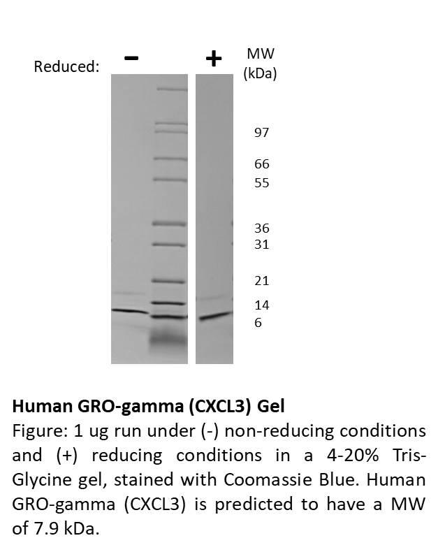 Human GRO-gamma (CXCL3)