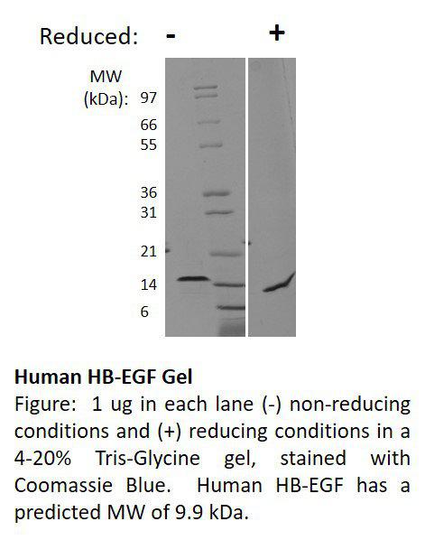 Human Heparin Binding EGF-like Growth Factor